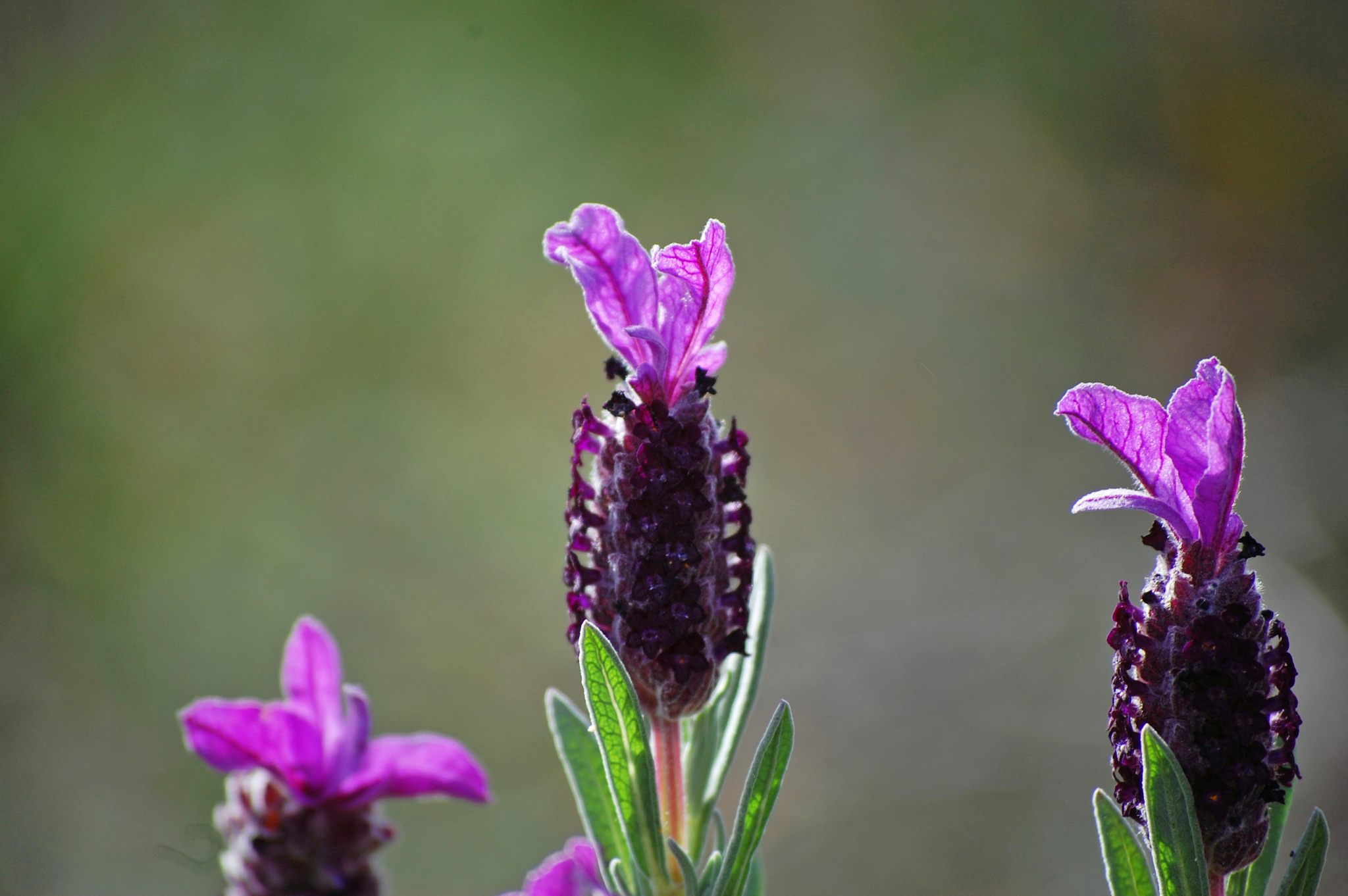 Levandule korunkatá (Lavandula stoechas): původ a využití — fotografie 1