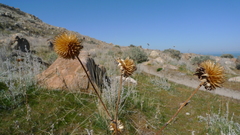 Echinops sphaerocephalus