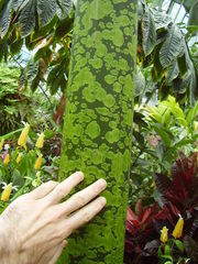 Amorphophallus titanum