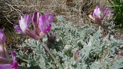 Astragalus utahensis
