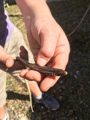 Ophisaurus ventralis image
