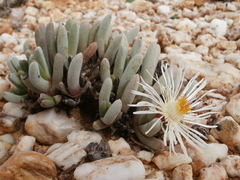 Cephalophyllum griseum