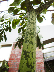 Amorphophallus titanum