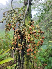 Chamaedorea linearis, photograph author not stated, no rights reserved