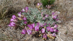 Astragalus utahensis