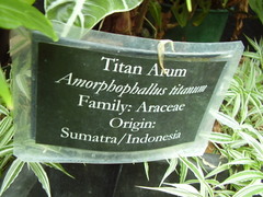Amorphophallus titanum