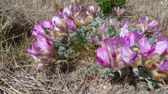 Astragalus utahensis