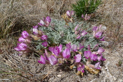Astragalus utahensis