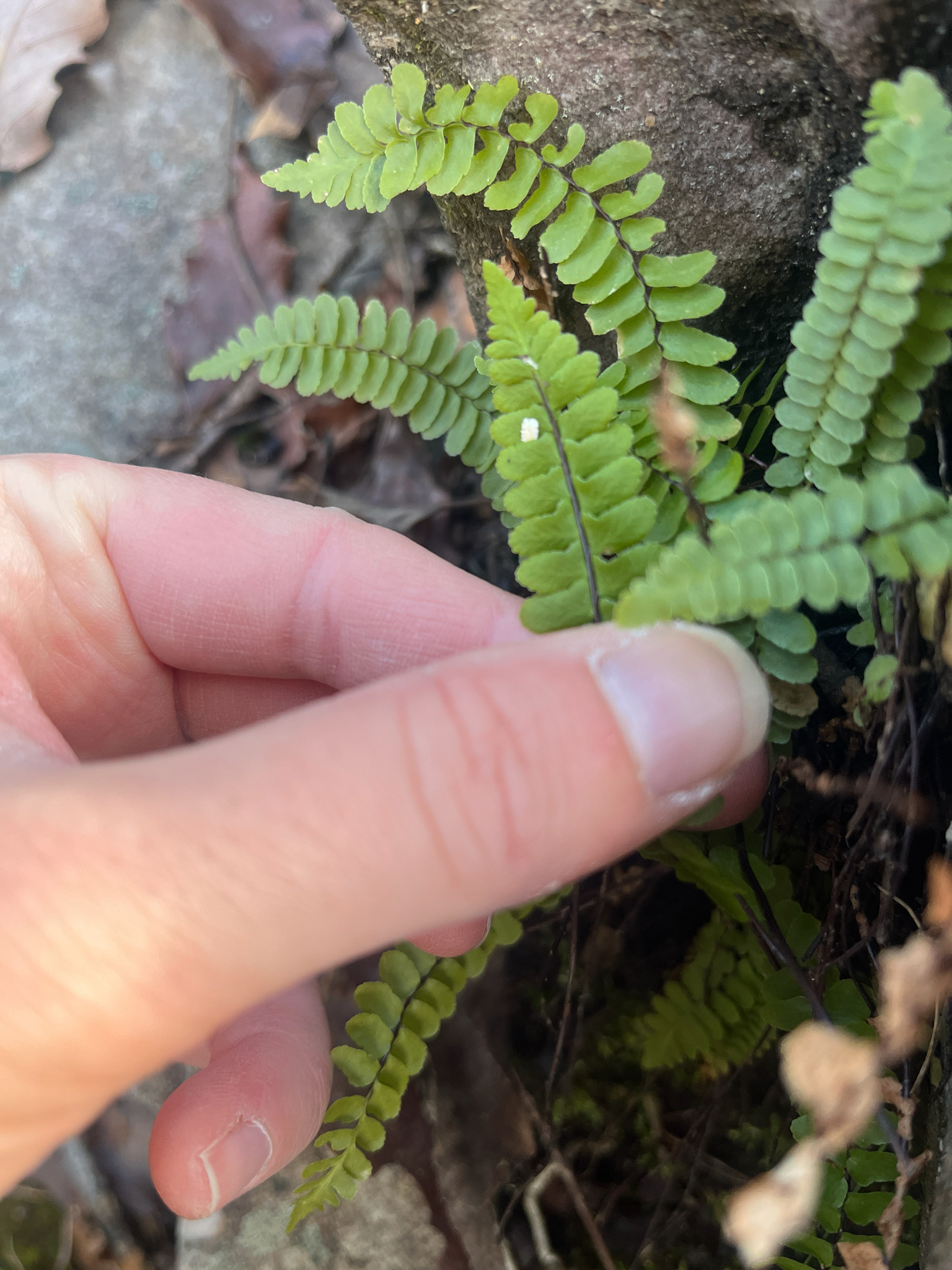 Imagem de Asplenium platyneuron