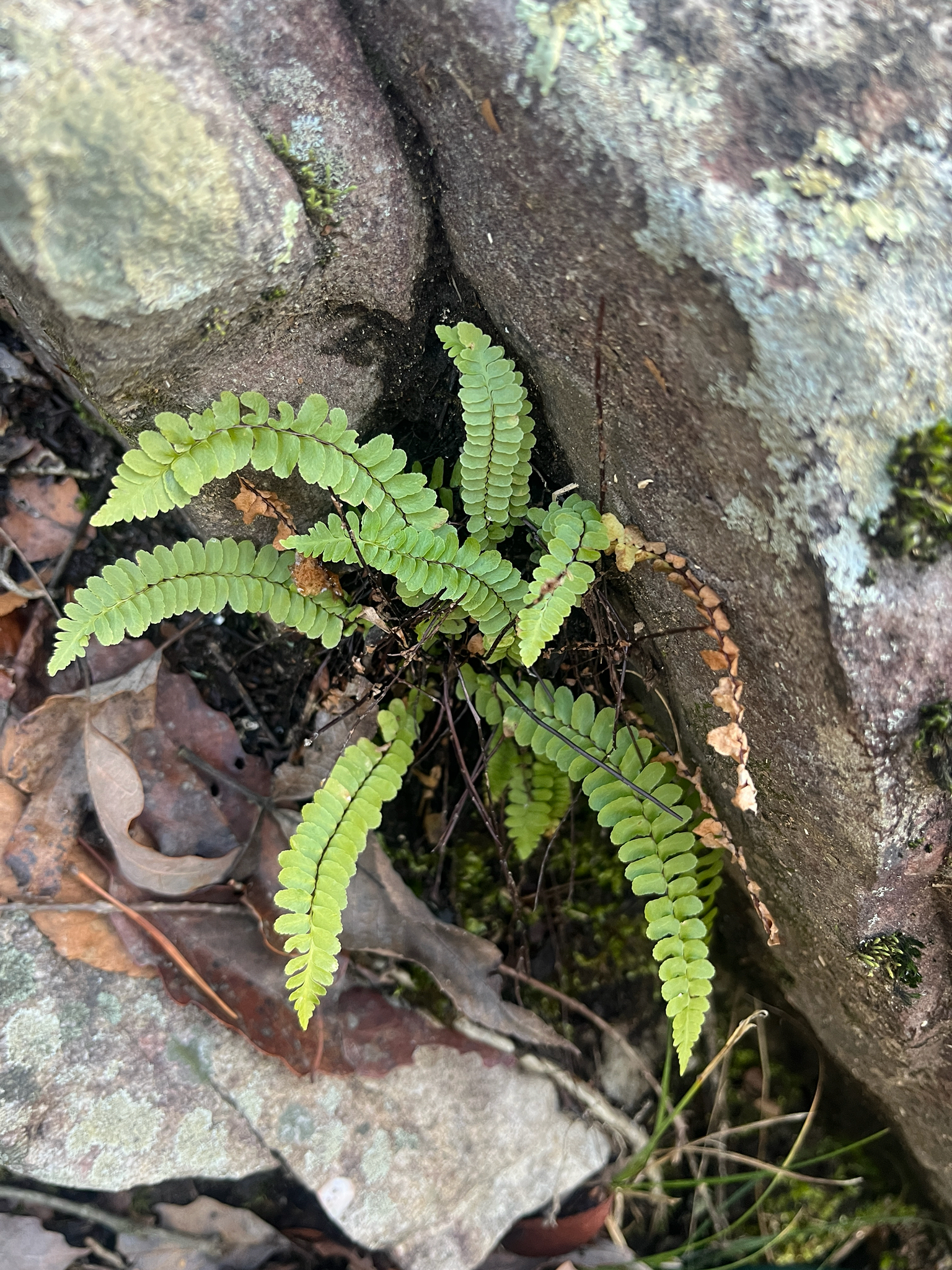 Imagem de Asplenium platyneuron