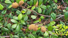 Homalolepis bahiensis