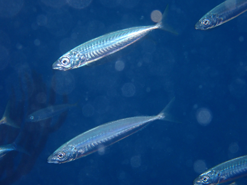 Round scad (Decapterus punctatus) — Carangidae