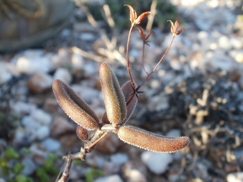 Tylecodon tenuis