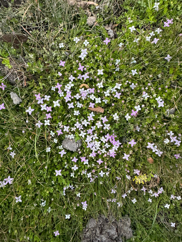 Oldenlandia salzmannii, photograph 5