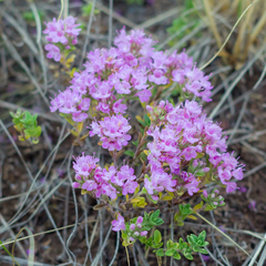Thymus talijevii