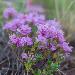 Thymus talijevii