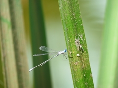 Lestes spatula