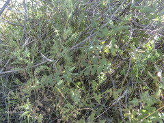 Pholistoma auritum arizonicum