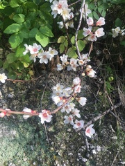 Mandelbaum (Prunus amygdalus): Herkunft und Verwendung — Foto 2