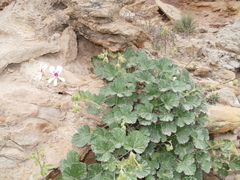 Pelargonium echinatum
