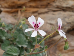 Pelargonium echinatum