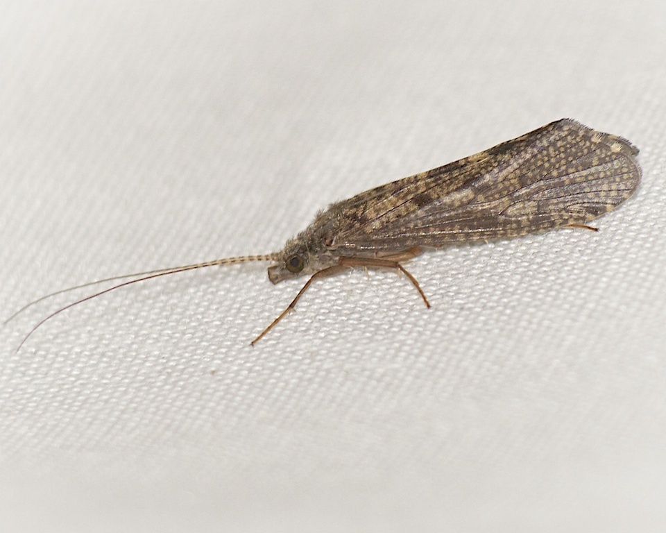 Hydropsyche aenigma