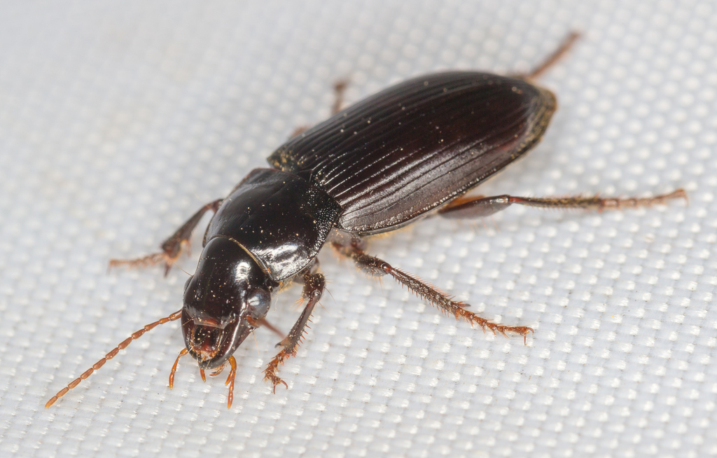 Pseudoophonus