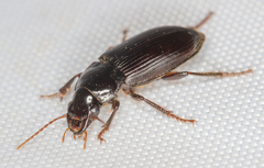 Harpalus calceatus