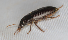 Harpalus calceatus