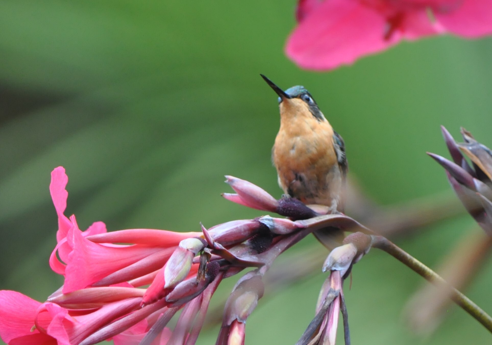 White-throated Mountaingem (Lampornis castaneoventris), photo 7