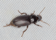 Harpalus calceatus