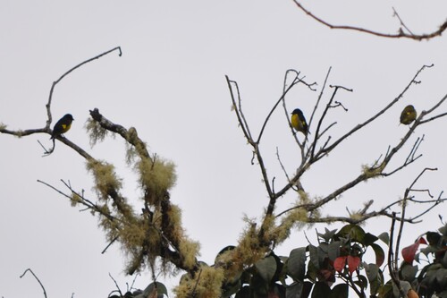 Yellow-bellied Siskin (Spinus xanthogastrus)