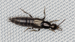 Philonthus binotatus