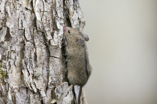 Northern Birch Mouse, Шарангский р-н, Нижегородская обл., Россия, photo 7 of 10