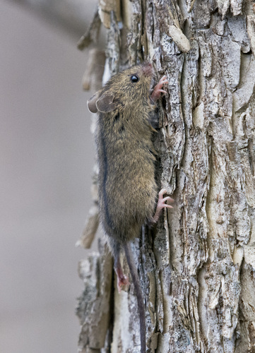 Northern Birch Mouse