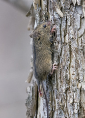 Northern Birch Mouse photo 2