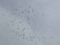 Pelecanus erythrorhynchos