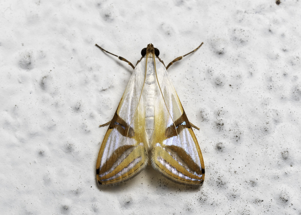 Talanga sabacusalis