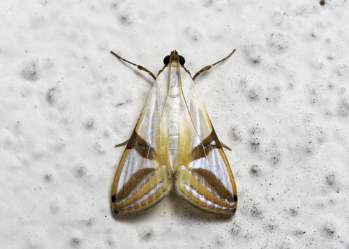 Talanga sabacusalis (Walker, 1859)