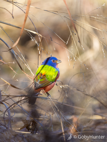Painted Bunting (Passerina ciris), photo 9