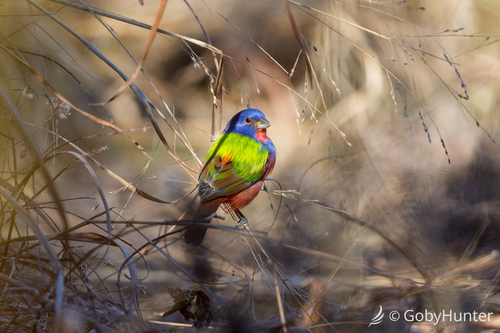 Painted Bunting (Passerina ciris), photo 8