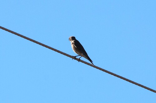 Mountain Bluebird (Sialia currucoides), photo 10