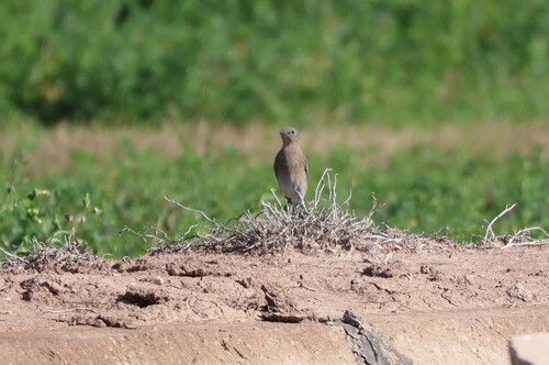 Mountain Bluebird (Sialia currucoides), photo 8