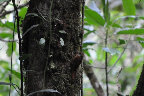 Ruddy Treerunner (Margarornis rubiginosus)