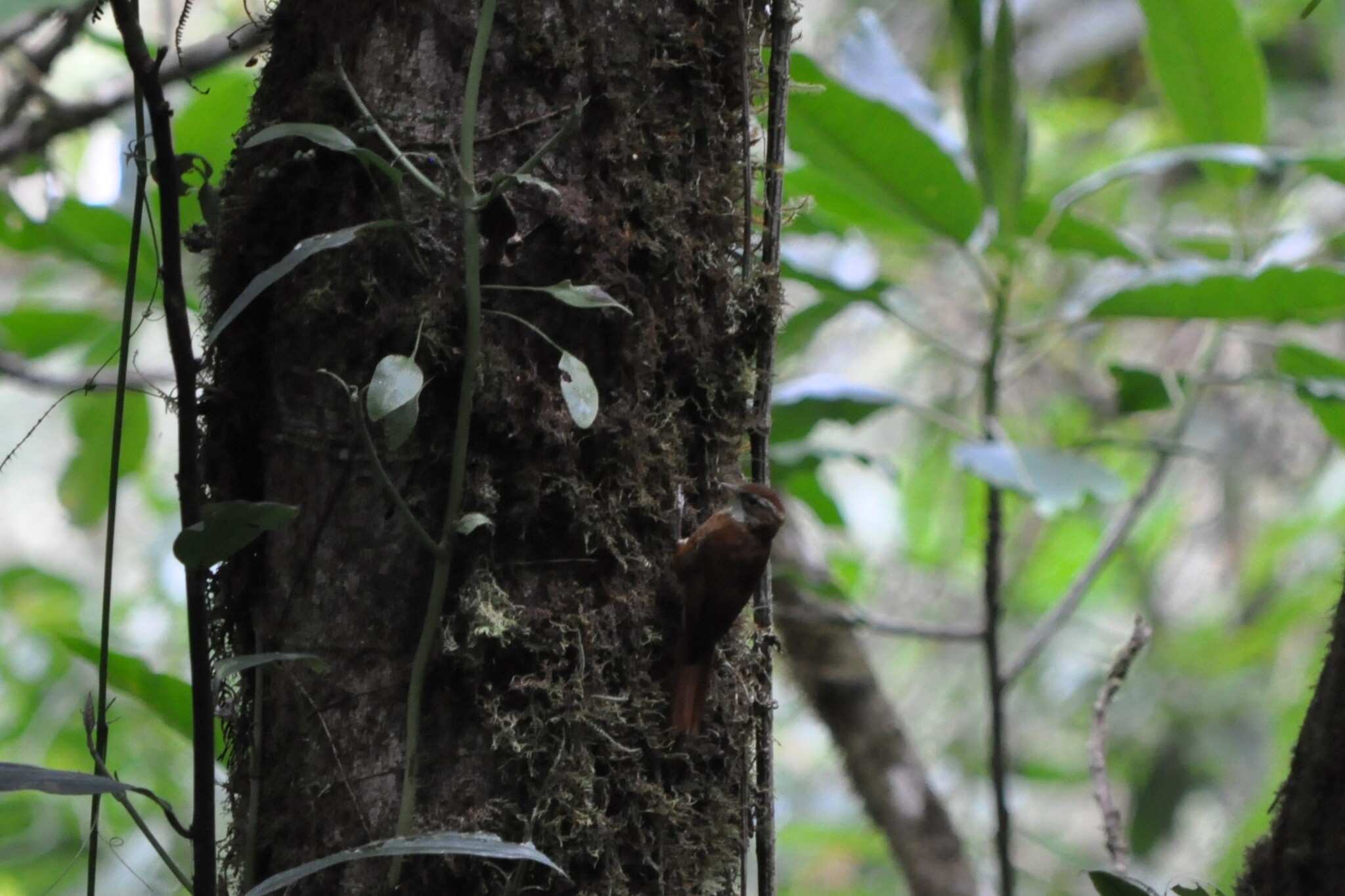 Ruddy Treerunner (Margarornis rubiginosus), photo 1