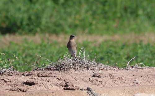 Mountain Bluebird (Sialia currucoides), photo 9