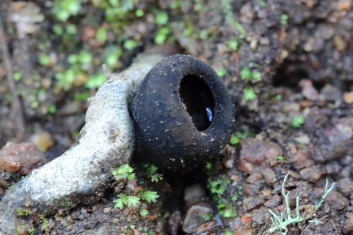 iNaturalist observation photo of Sarcosomataceae