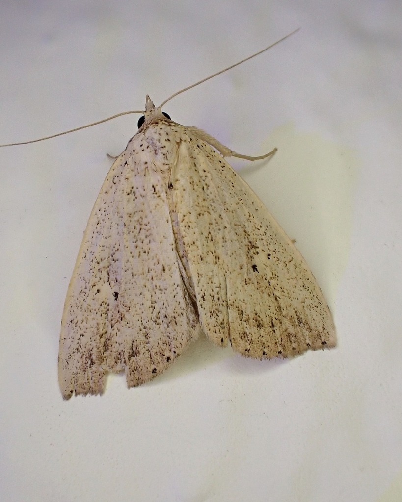 Rivula didyma