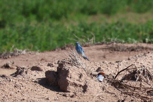 Mountain Bluebird (Sialia currucoides)