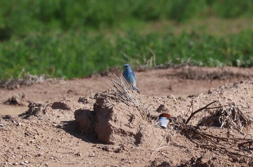 Mountain Bluebird (Sialia currucoides), photo 2